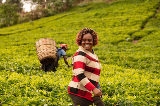 FROM HIGHLAND SLOPES TO MINDFUL SIPS: THE ORGANIC TEA REVOLUTION IN KENYA