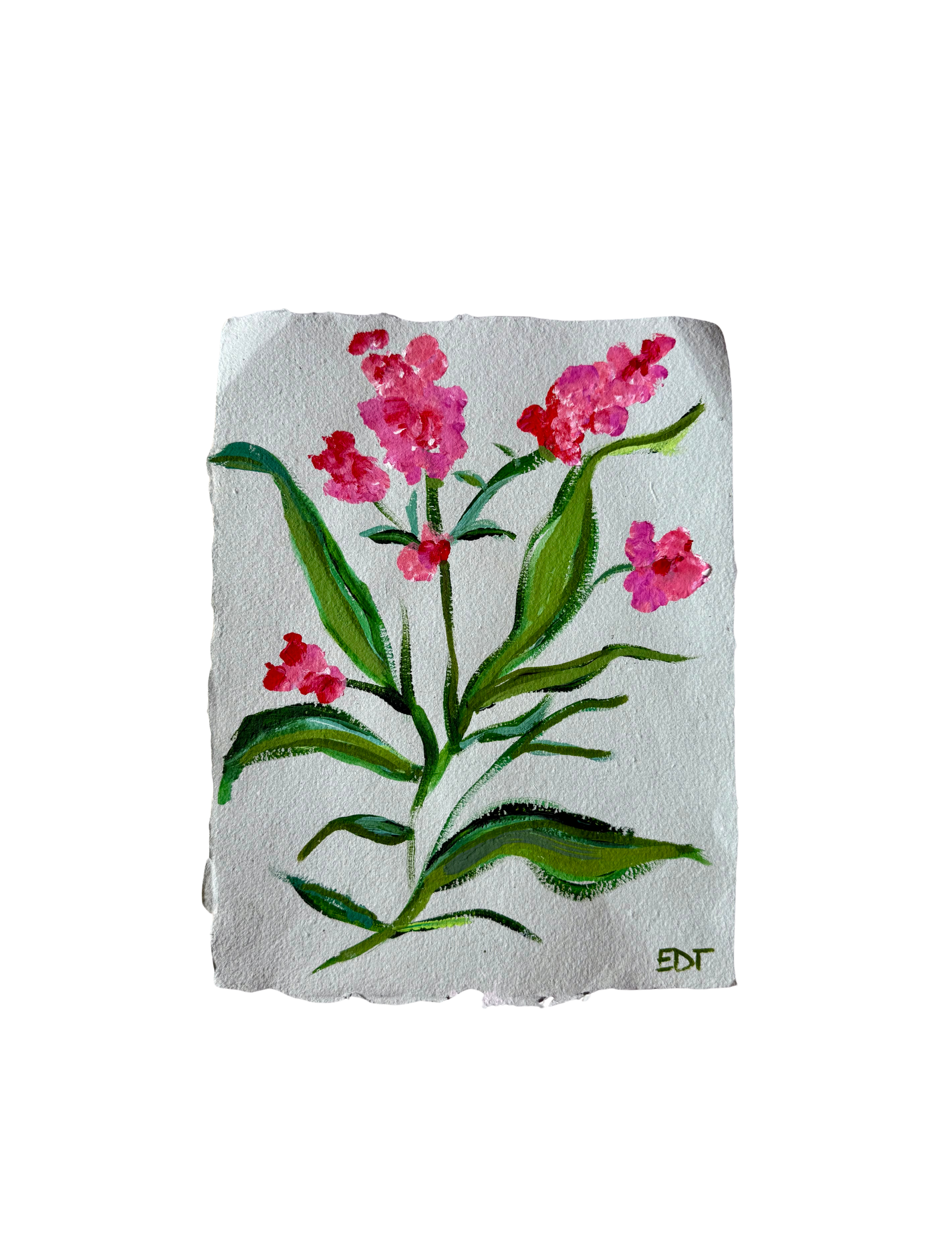 Wild Hyacinth I