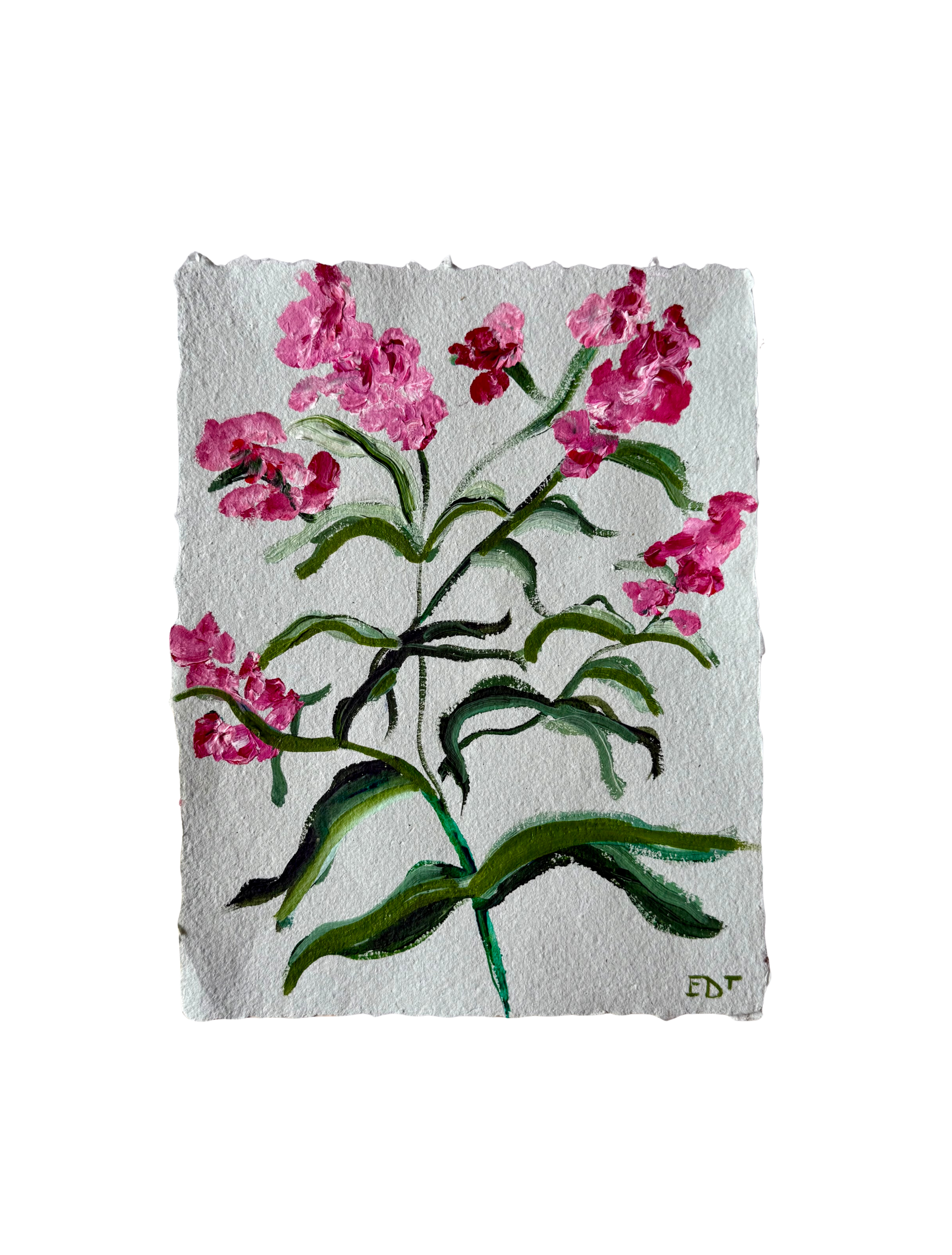 Wild Hyacinth IV