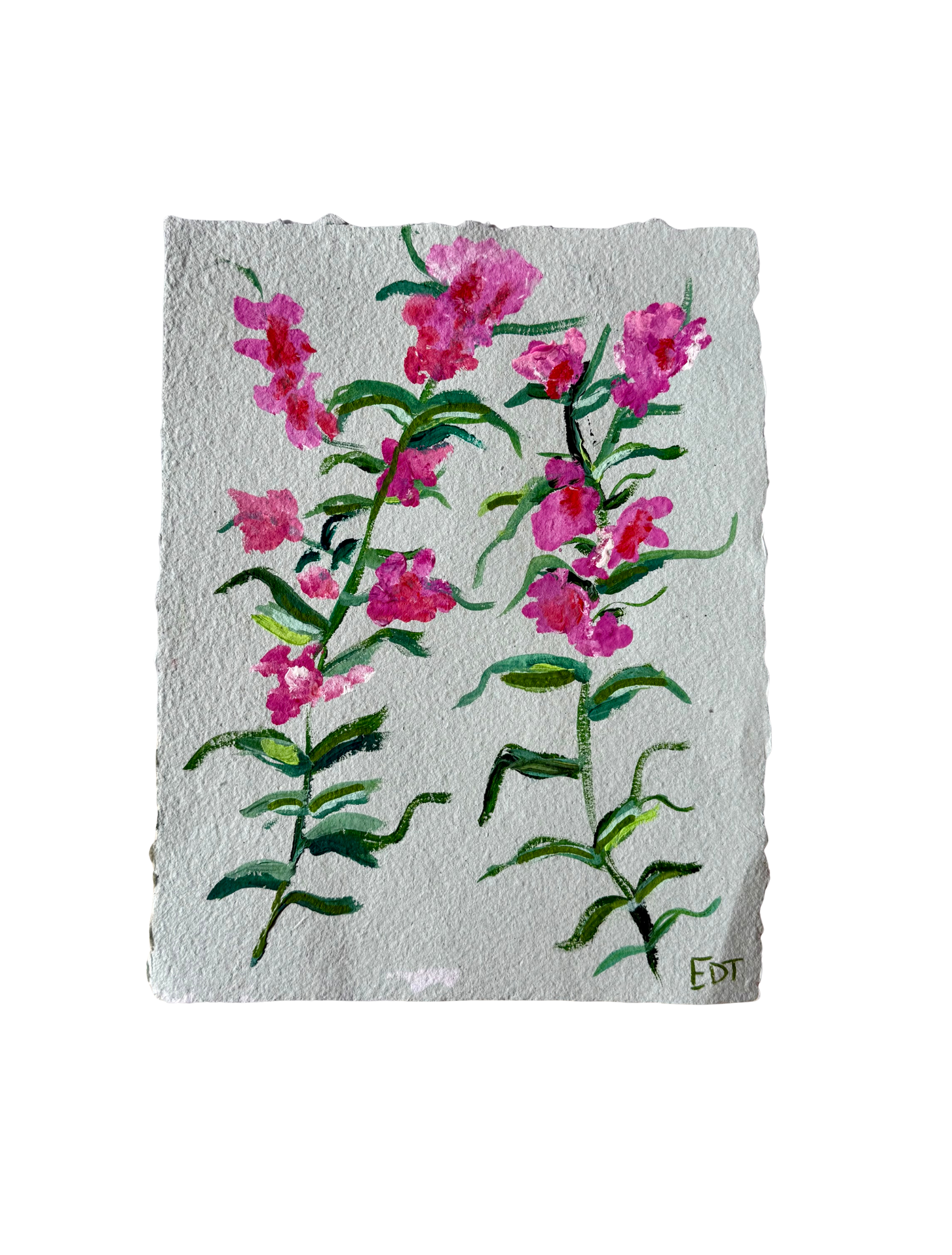 Wild Hyacinth II