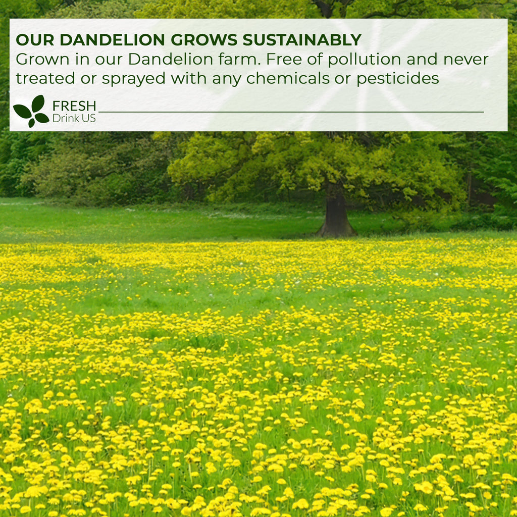 Dandelion Root Tea Bags, 100% Natural & Pure from Dandelion Root, Eco-Conscious Tea Bags, Dandelion Root Herbal Tea. Dandelion Root Tea. No Sugar, No Caffeine, No Gluten, Vegan.