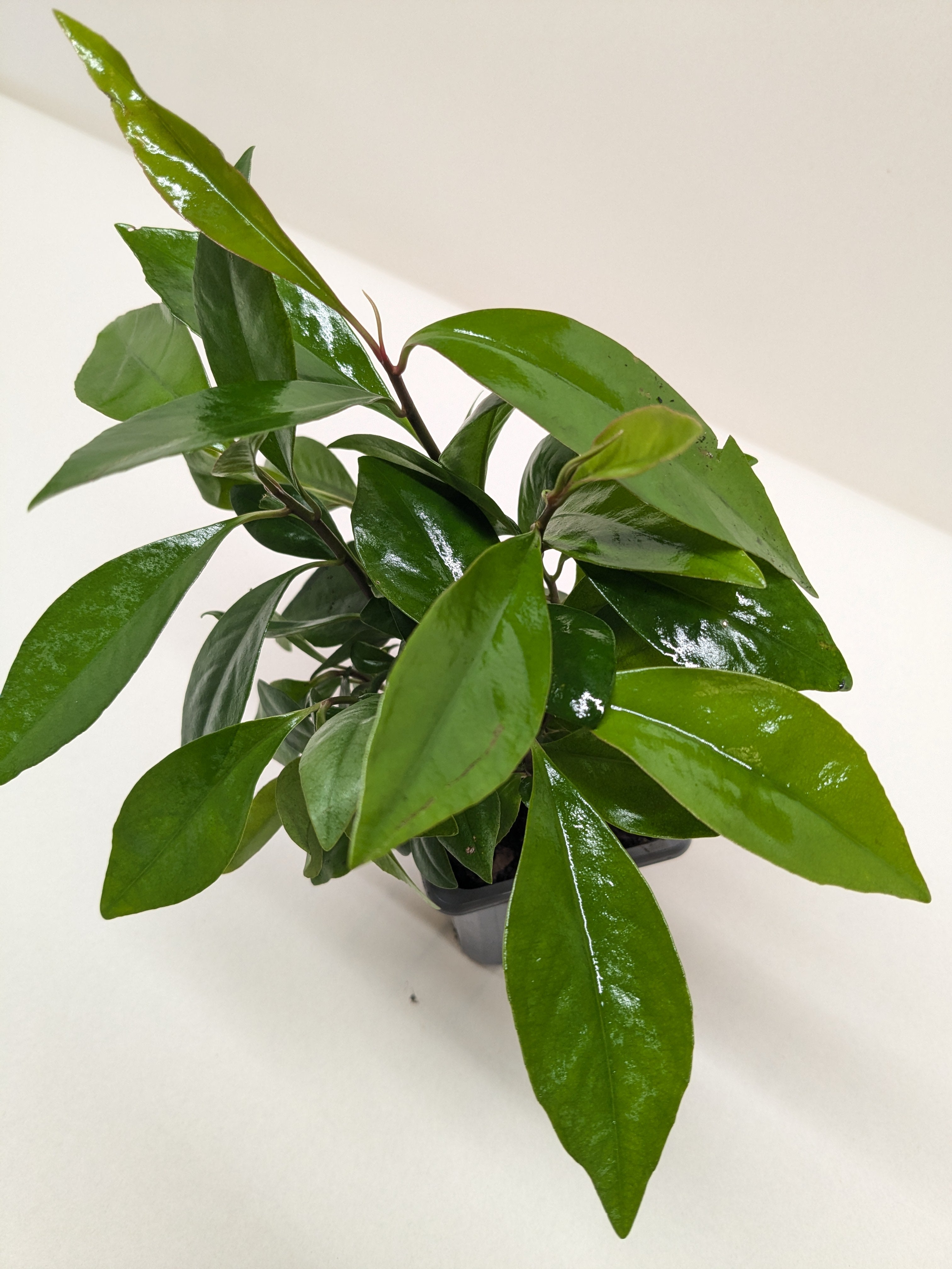 Ardisia 'Red'