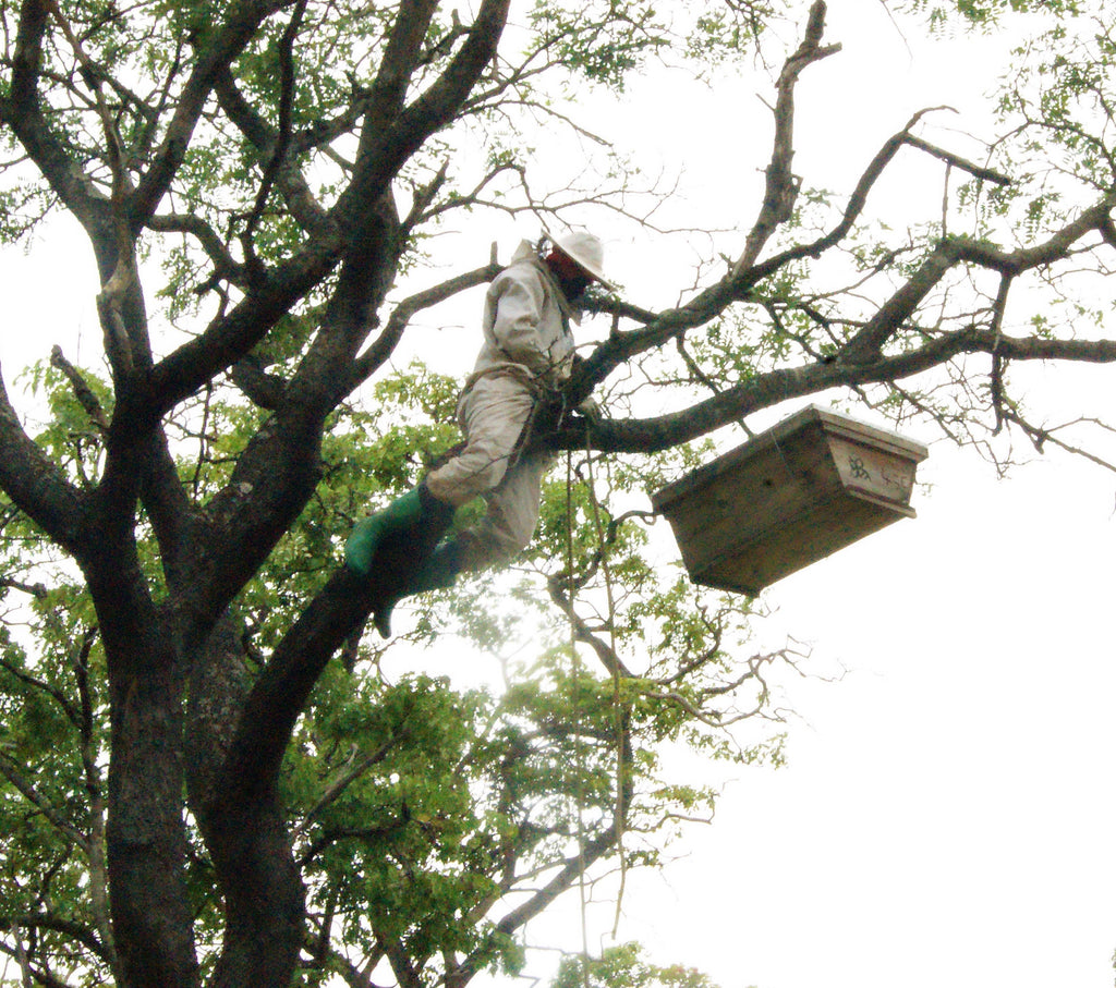 Organic Wild Honeydew Forest Honey