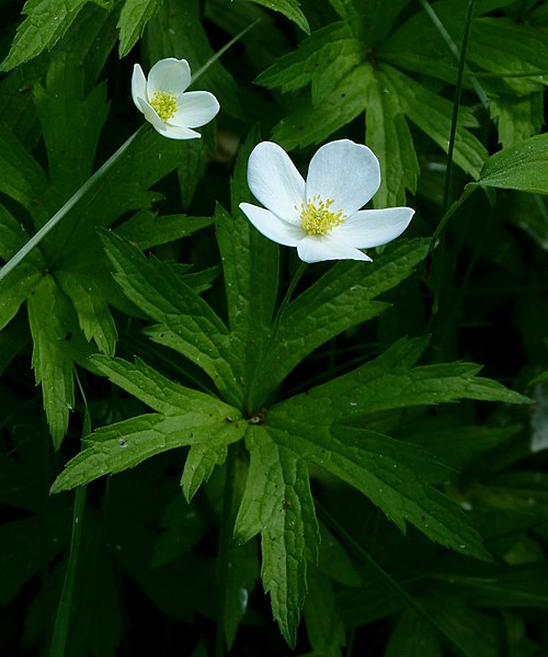 100 Anemone canadensis Seeds | Canada Anemone | Native Perennial Wildflower for Meadows, Pollinators & Garden Borders