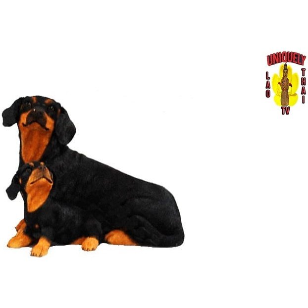 Dachshund Dog