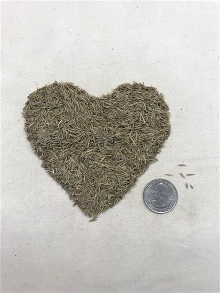 EcoSeed - The No Maintenance Lawn, Fine Fescue Lawn Mix, Eco-Friendly Grass