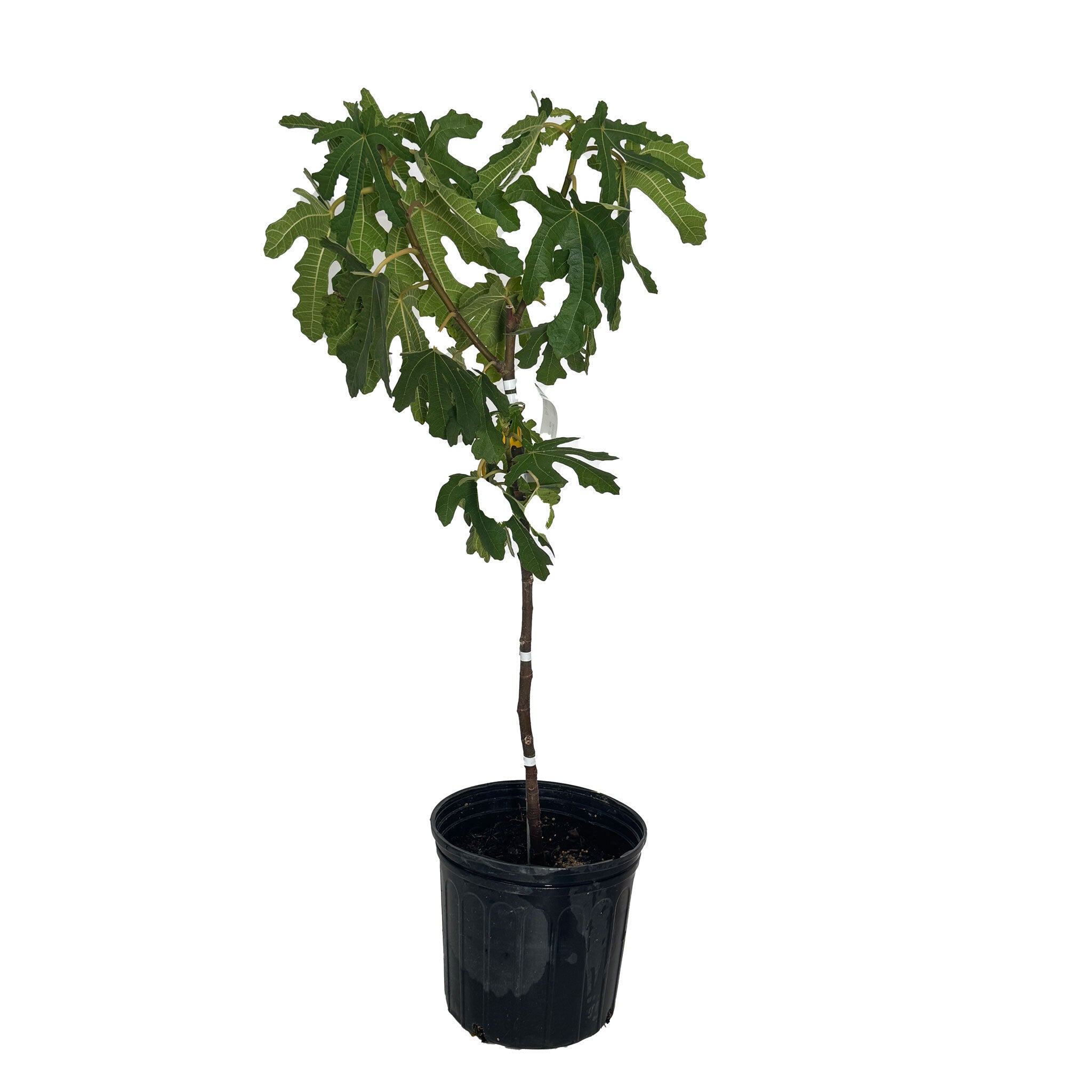 Black Mission Fig