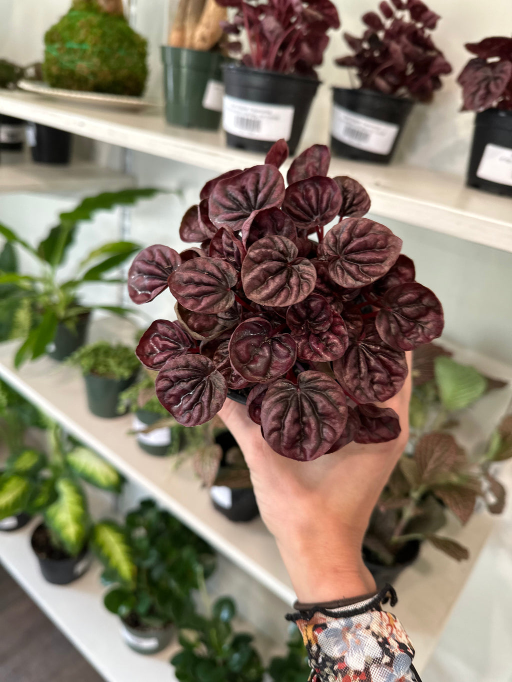 'Red Ripple' Peperomia