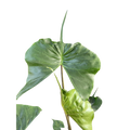 Alocasia macrorrhizos 'Stingray'