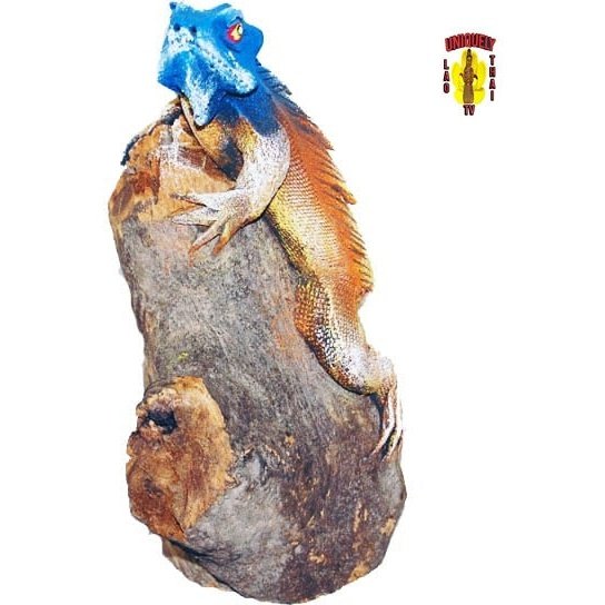 Lifelike Iguana on a Log Blue 6" Tall