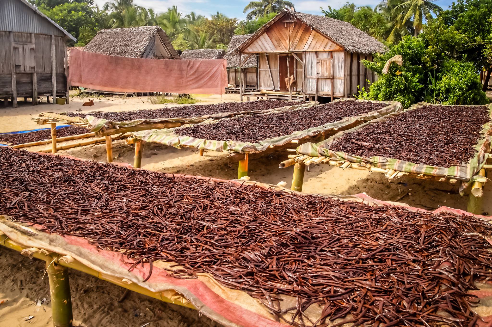 Pompona Madagascar Vanilla Beans - Whole Grade A Vanilla Pods for Vanilla Extract and Baking