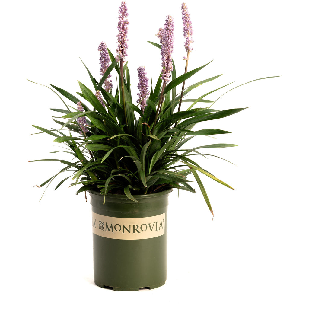 Purple Explosion™ Lilyturf