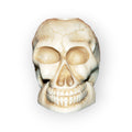 White Skull Candle Holder