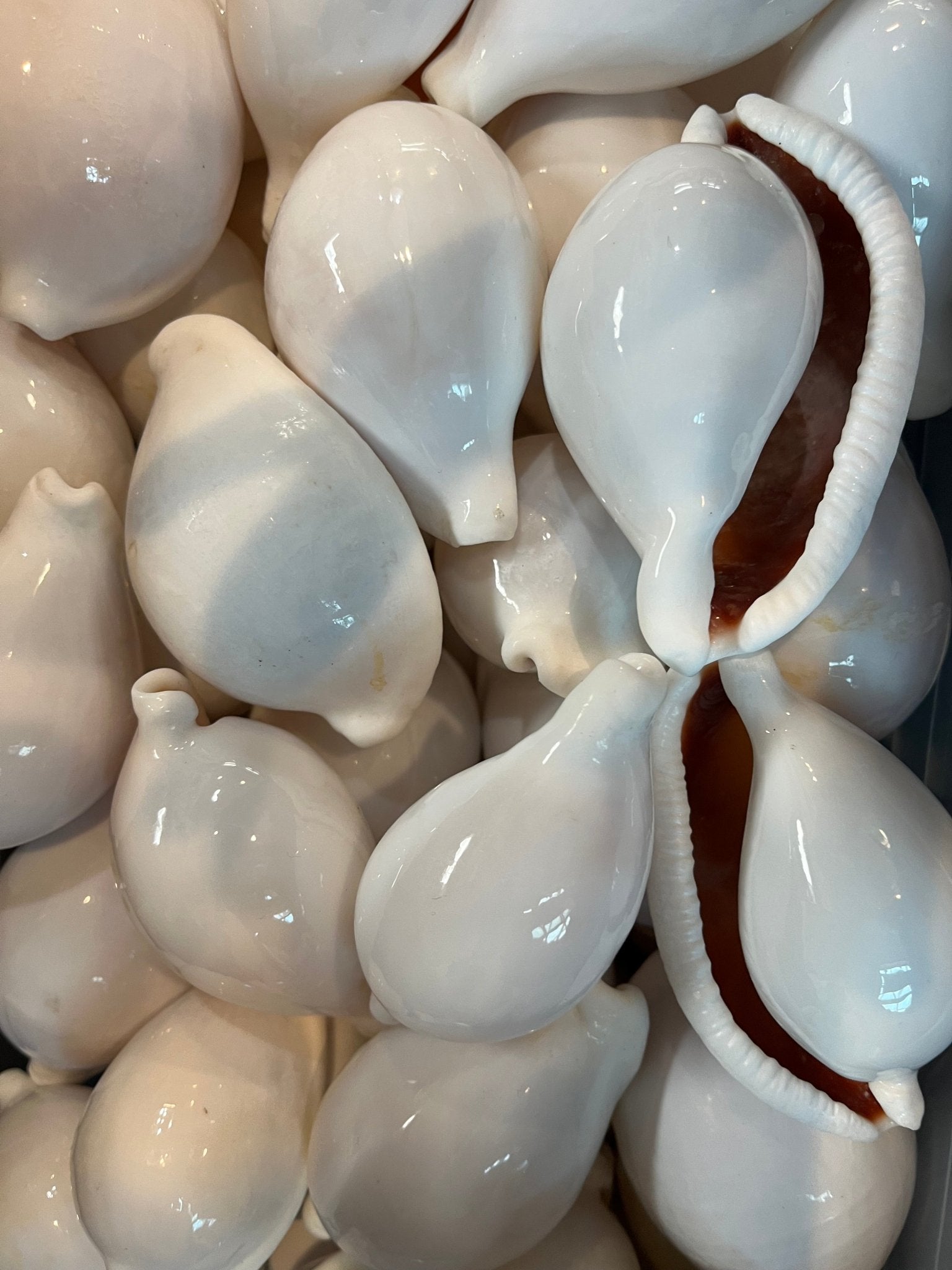 Small White Egg Cowrie Shell Ovula ovum