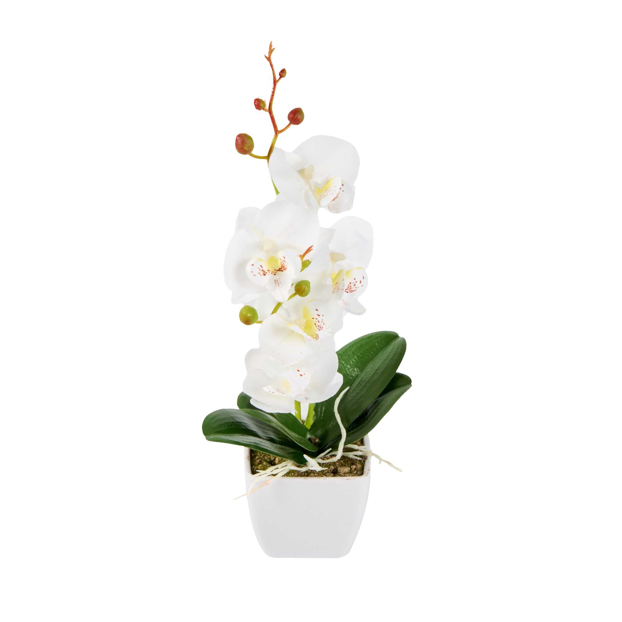 Fiore White Plastic Orchid in Plastic Pot - 5 blooms - 4" x 4" x 13" - 1 count box