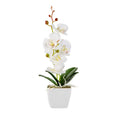 Fiore White Plastic Orchid in Plastic Pot - 5 blooms - 4" x 4" x 13" - 1 count box