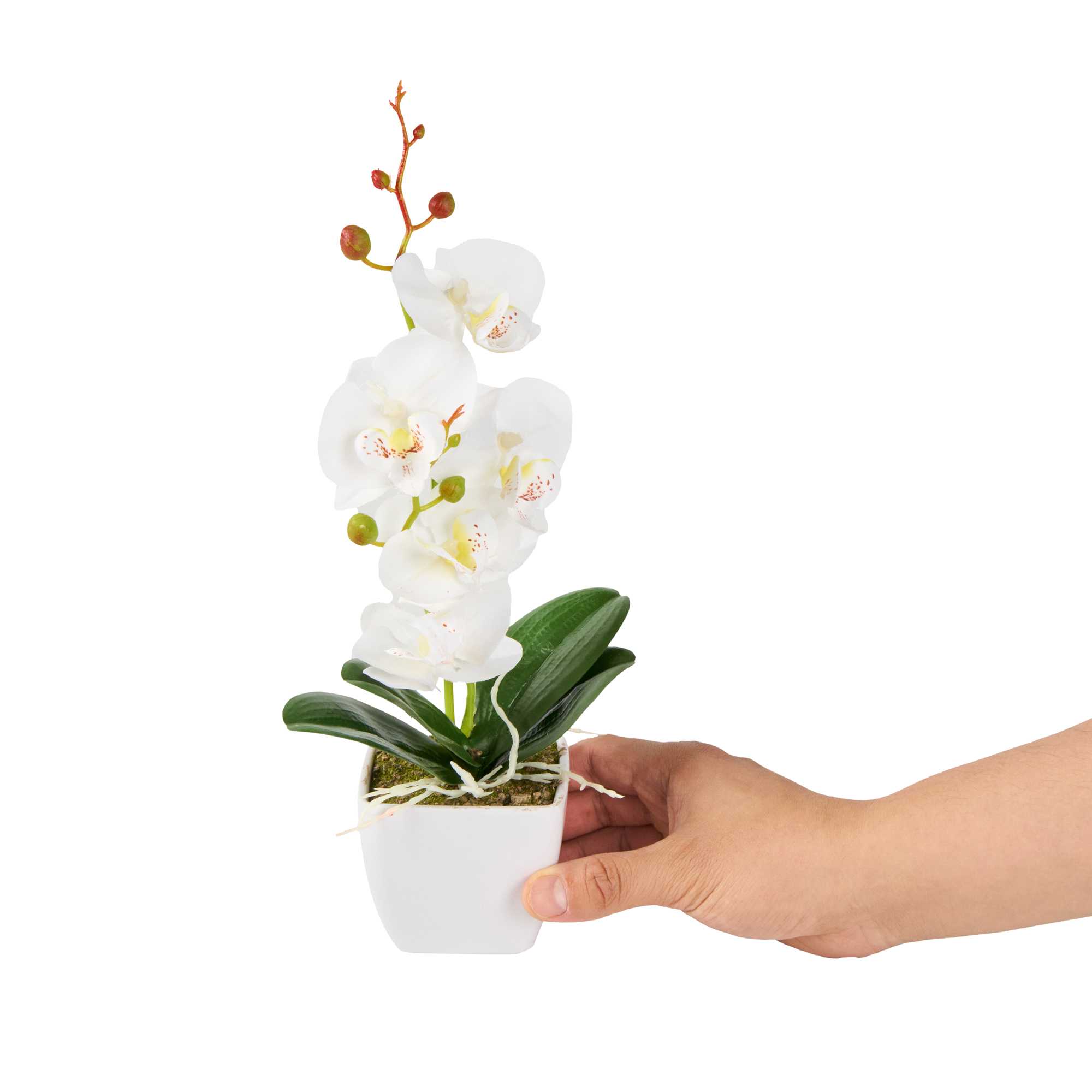 Fiore White Plastic Orchid in Plastic Pot - 5 blooms - 4" x 4" x 13" - 1 count box