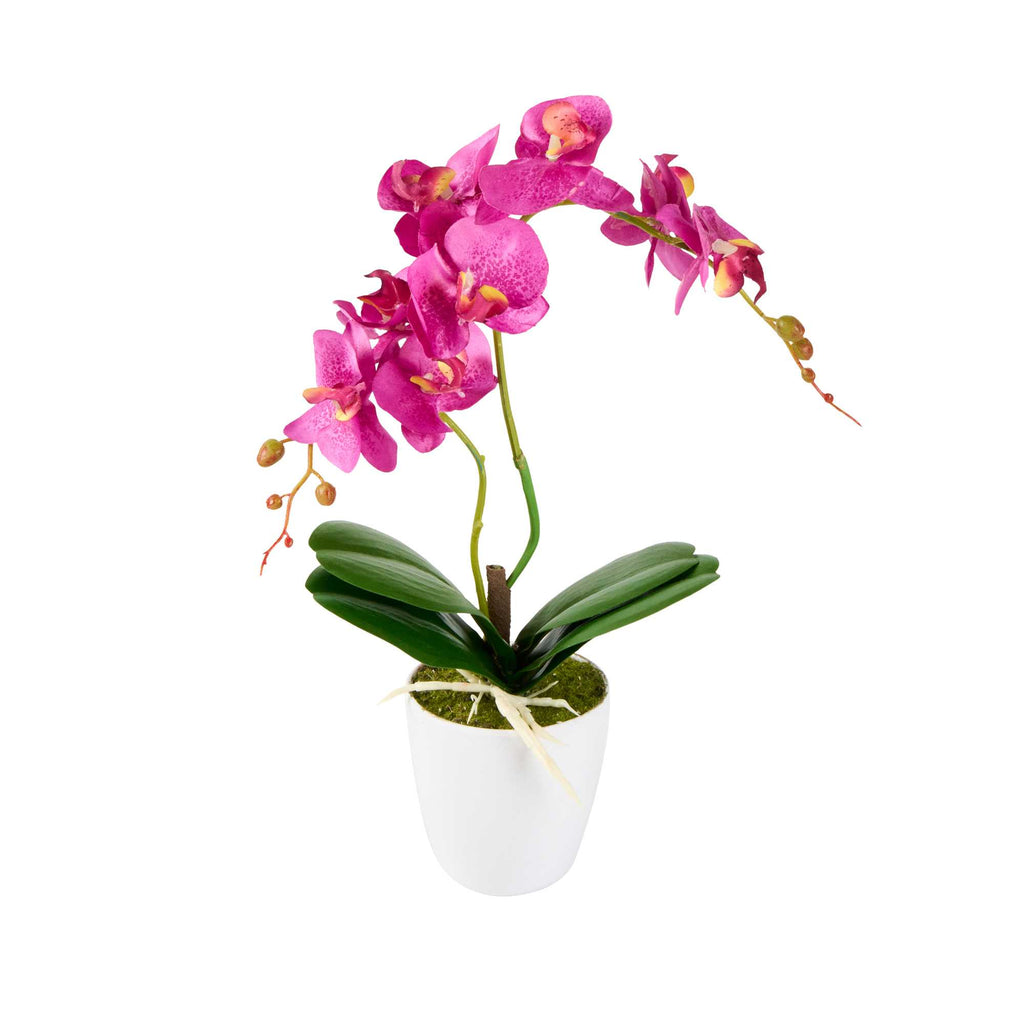 Fiore Magenta Plastic Moth Orchid in Plastic Pot - 8 Blooms - 4" x 4" x 15" - 1 count box