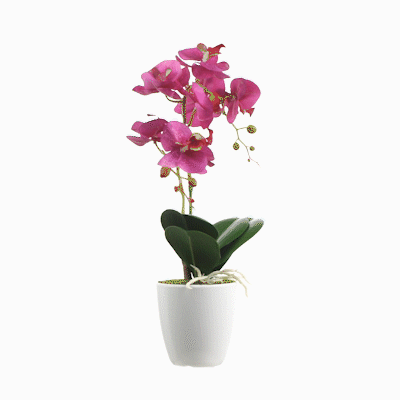 Fiore Magenta Plastic Moth Orchid in Plastic Pot - 8 Blooms - 4" x 4" x 15" - 1 count box