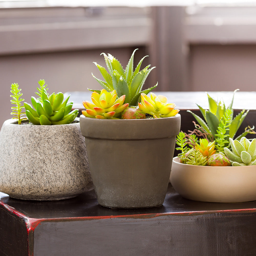 Plastic Table Art Faux Succulent Arrangement - Cement Flower Pot, Brushed Charcoal - 5 1/2" x 5 1/2" x 9" - 1 count box