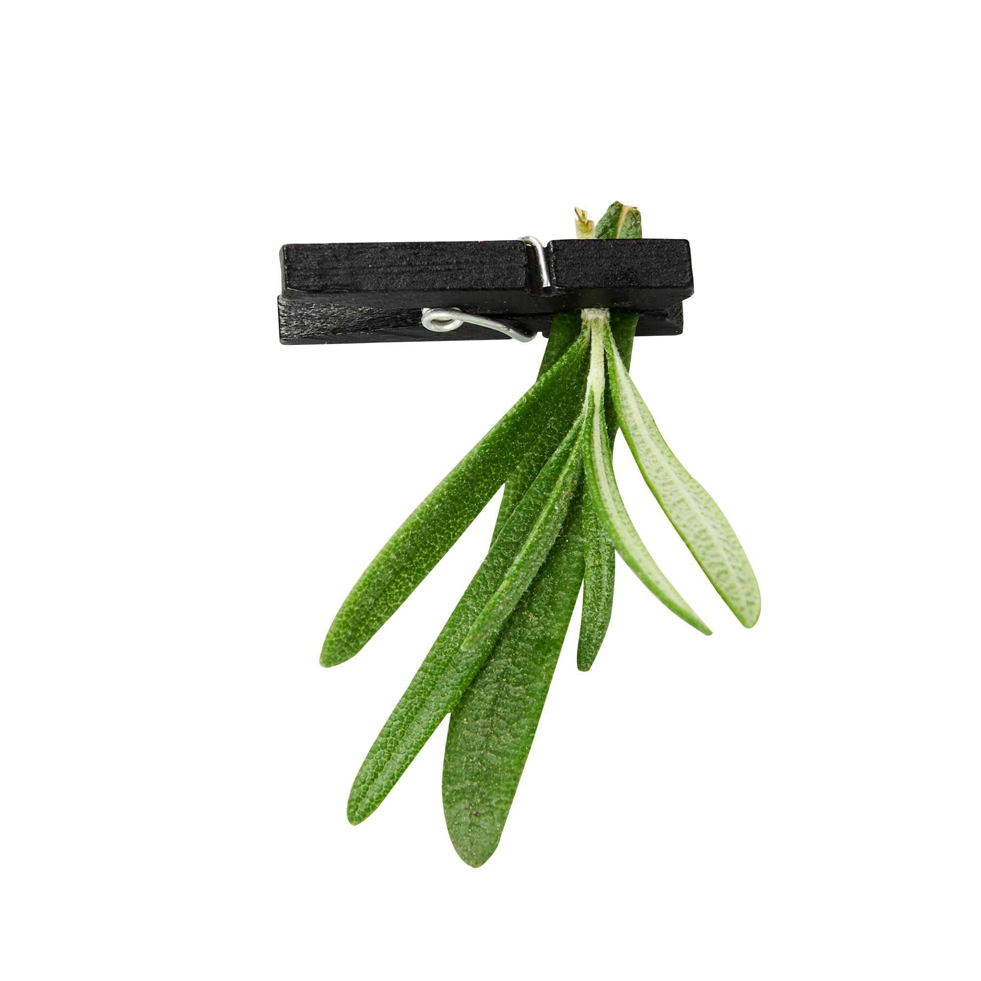 Bambuddha Black Bamboo Mini Clothespin - 1 1/4" x 1/4" x 1/4" - 500 count box