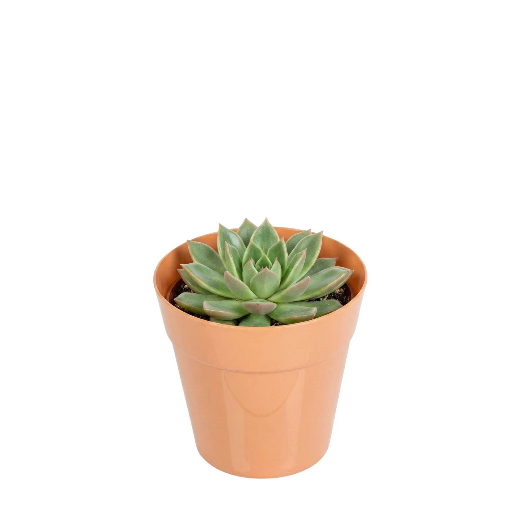 Mini Serve 4 oz Round Terracotta Plastic Mini Flower Pot - 2 1/2" x 2 1/2" x 2 1/2" - 100 count box
