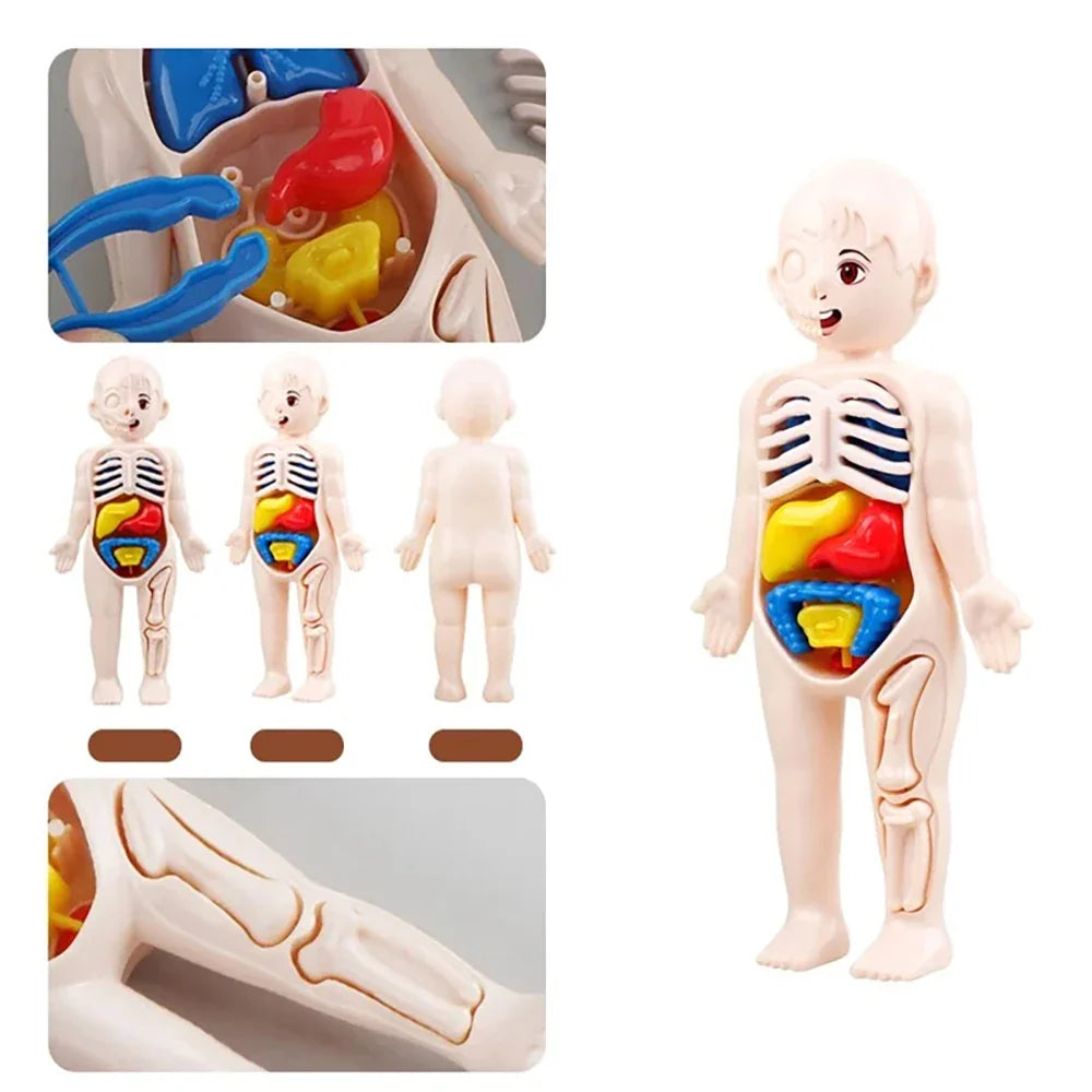 Human Body Organ Anatomy Model | 13-Piece Montessori Science Toy Set