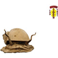 Wooden Snail