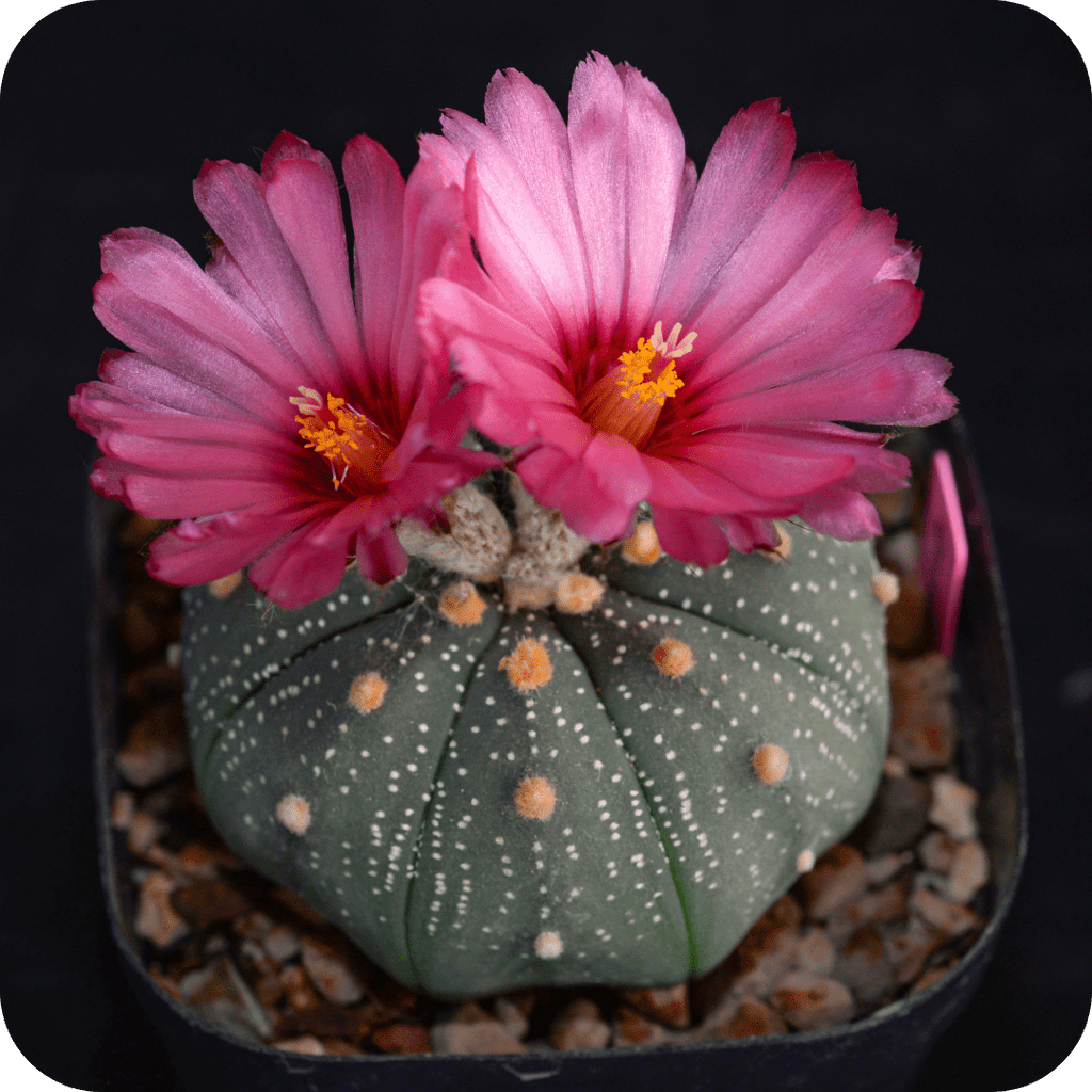 Astrophytum Mix "Star Cactus" Seeds
