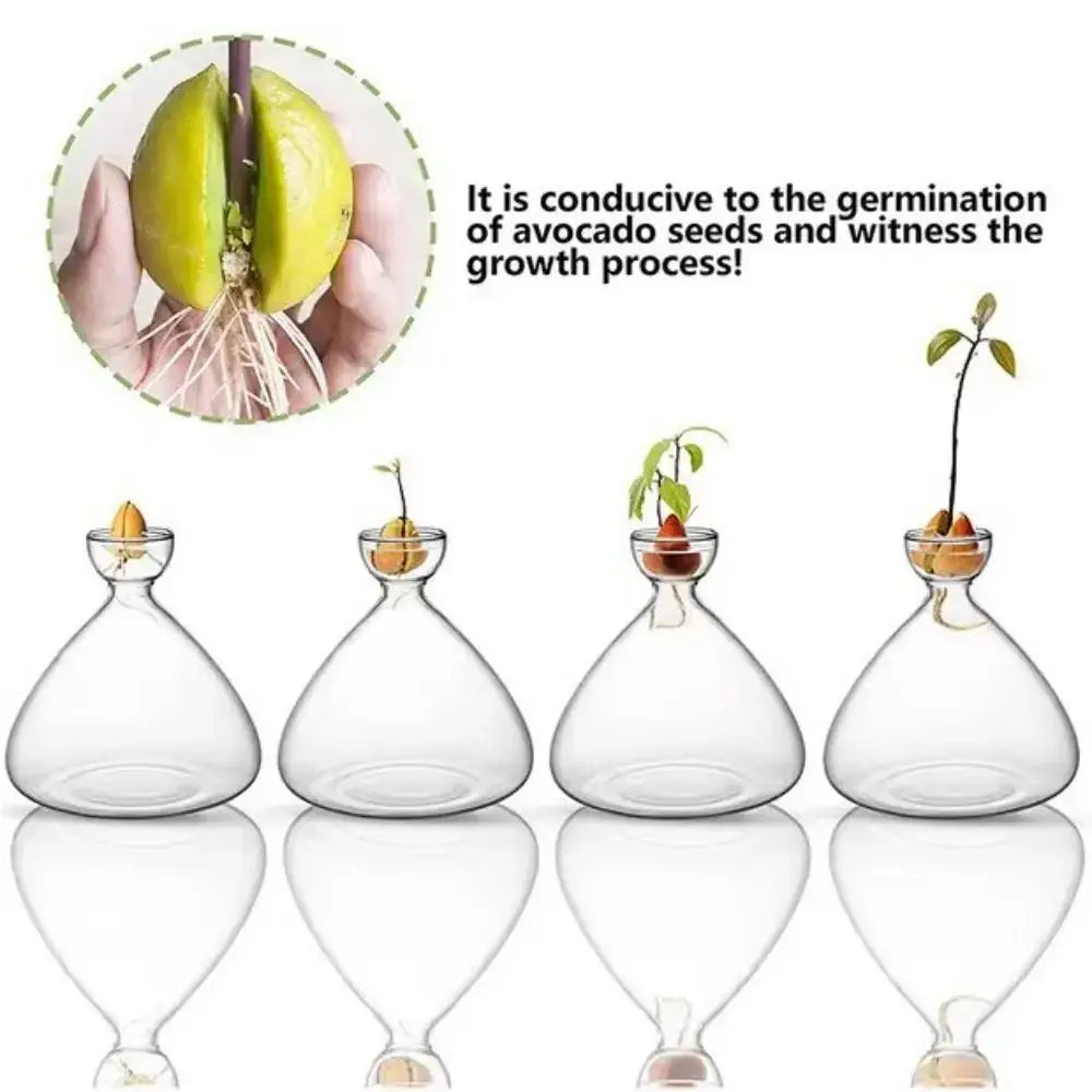 Avocado Seed Starter Hydroponic Vase