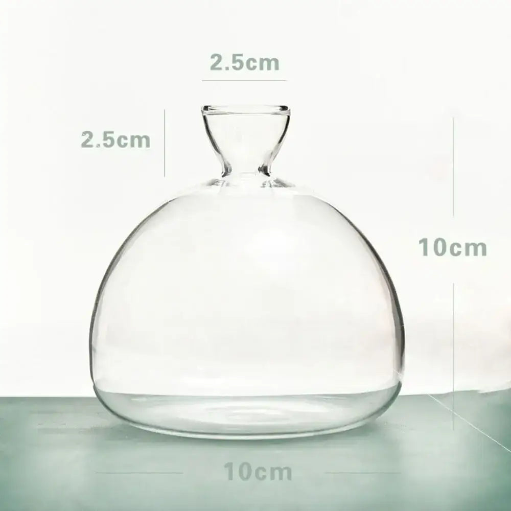 Avocado Seed Starter Hydroponic Vase