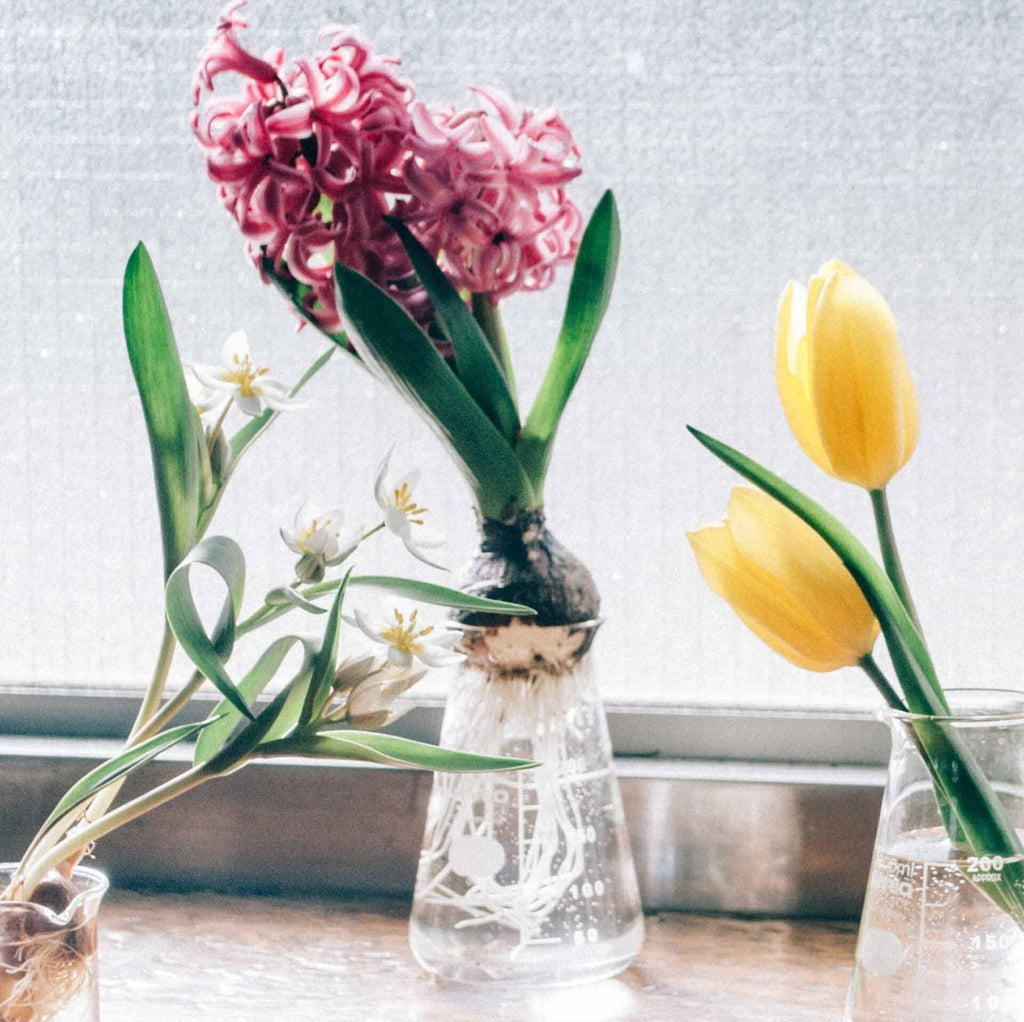 Hario - Conical Beaker Vase