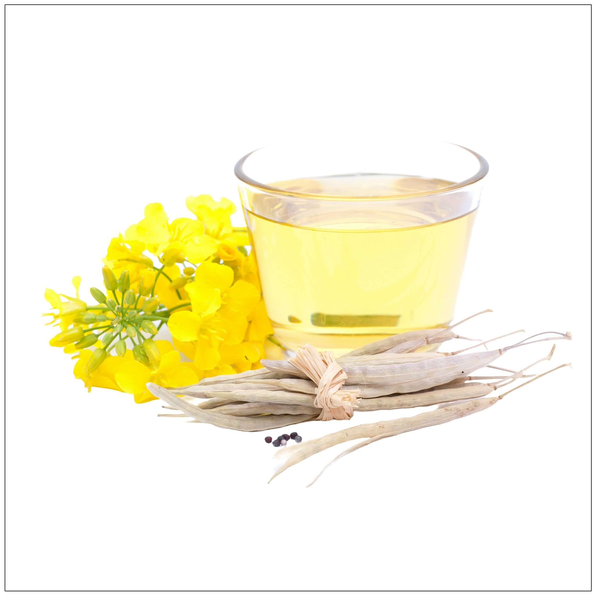 Canola Oil