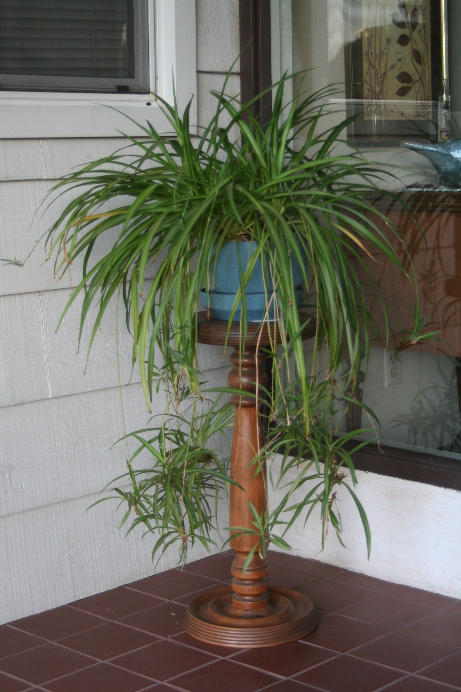 10 Spider Plants Ready to Root – Chlorophytum comosum – Easy Houseplants for Indoor Air Purifying – Low Maintenance Starter Plants
