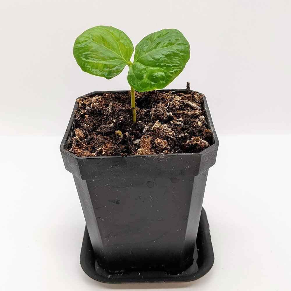 Coffea 'Coffee Plant' Seeds