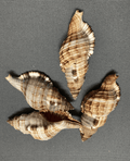 Common Triton Shell CYMATIUM PILEARE