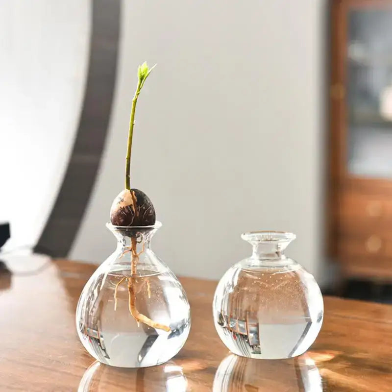 DecorBites™ Glass Avocado Seed Starter Vase Kit