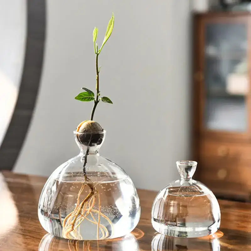 DecorBites™ Glass Avocado Seed Starter Vase Kit