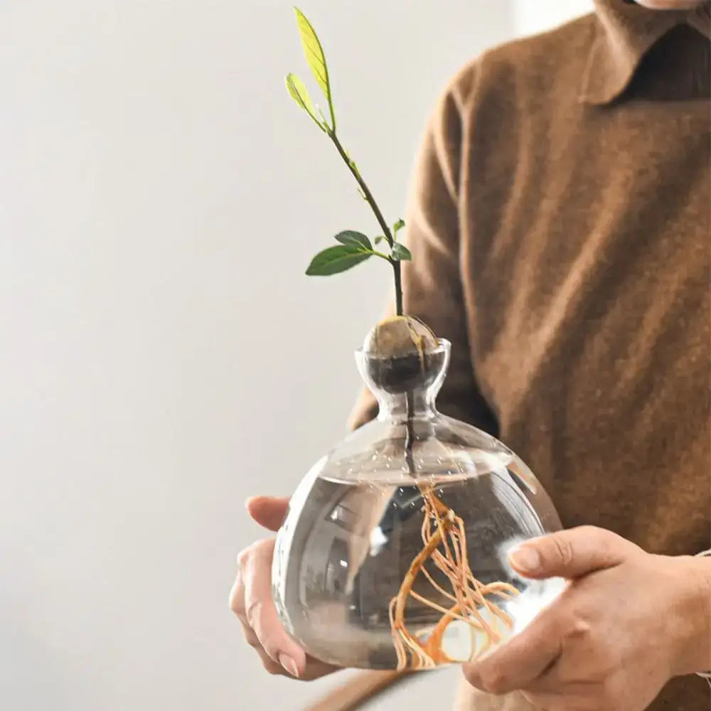 DecorBites™ Hydroponic Avocado Starter Kit - Gift-ready