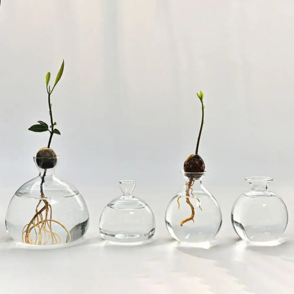 DecorBites™ Hydroponic Avocado Starter Kit - Gift-ready