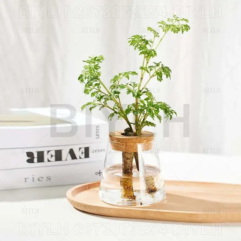 DecorBites™ Hydroponic Glass Flower Pots - Set of 2