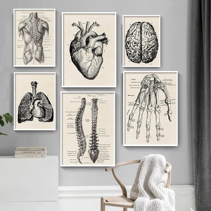 Vintage human anatomy brain canvas print for study or living room