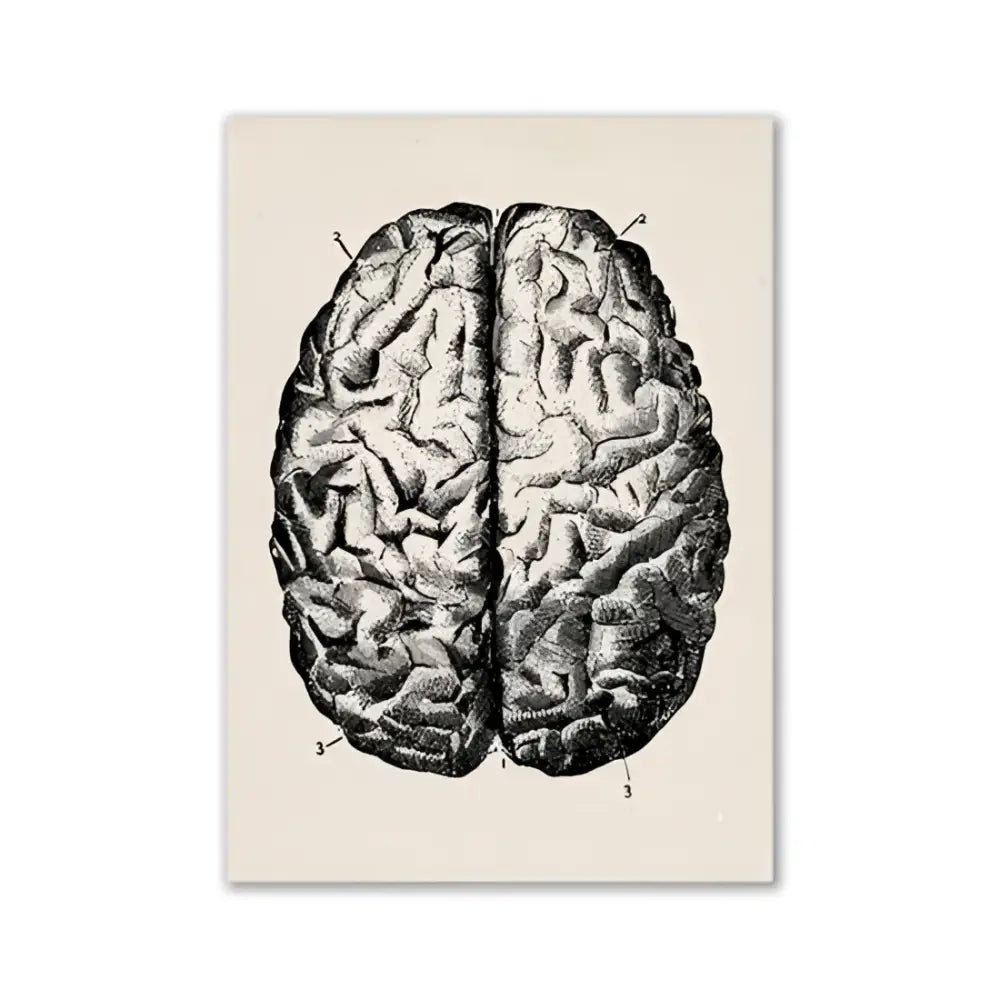 Vintage human anatomy brain canvas print for study or living room