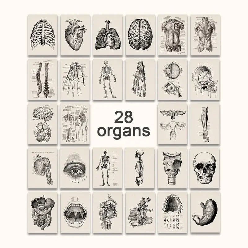 Vintage human anatomy brain canvas print for study or living room