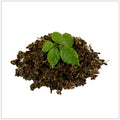 Gynostemma Tea