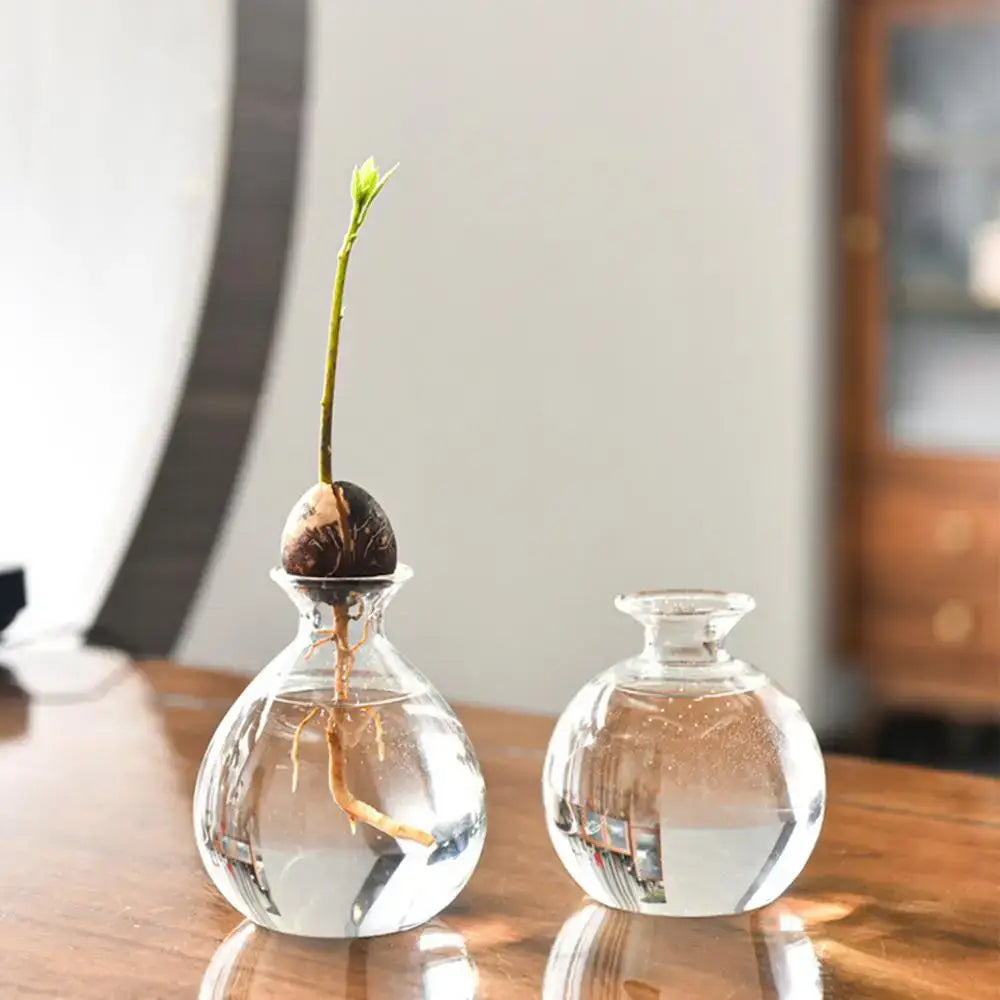 Hydroponic Avocado Seed Vase