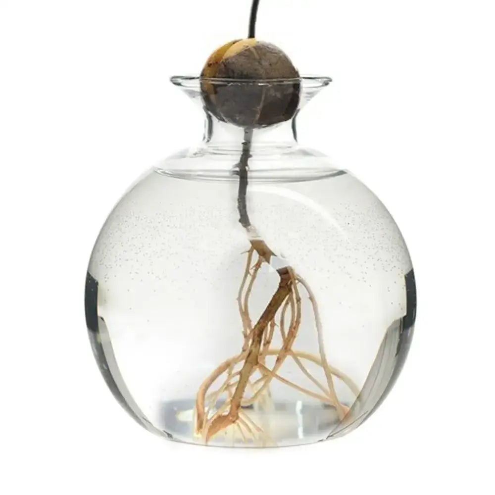 Hydroponic Avocado Seed Vase