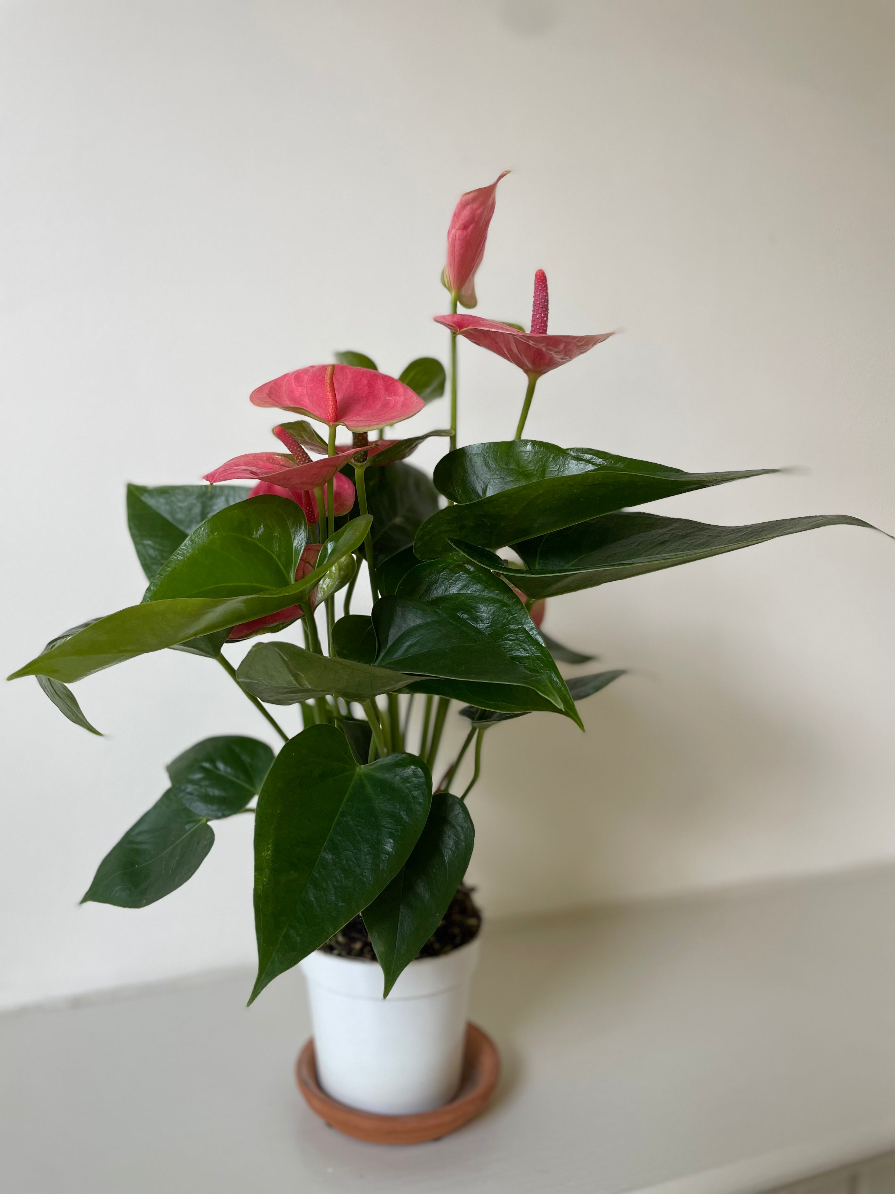 Anthurium 'Pink'