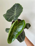 'Pink Dragon' Alocasia