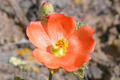 20 Monroe's Globemallow Seeds (Sphaeralcea munroana) | Drought-Tolerant Flowering Shrub, Hardy Flower Bush, Vibrant Orange Blooms Gardens